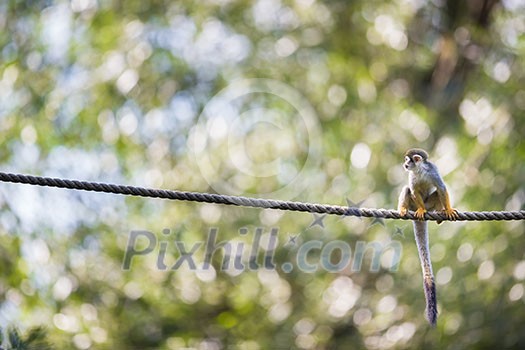 Common Squirrel Monkey (Saimiri sciureus; shallow DOF) Common Squirrel Monkey (Saimiri sciureus; shallow DOF)