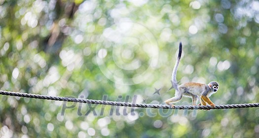 Common Squirrel Monkey (Saimiri sciureus; shallow DOF) Common Squirrel Monkey (Saimiri sciureus; shallow DOF)