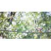 Common Squirrel Monkey (Saimiri sciureus; shallow DOF)