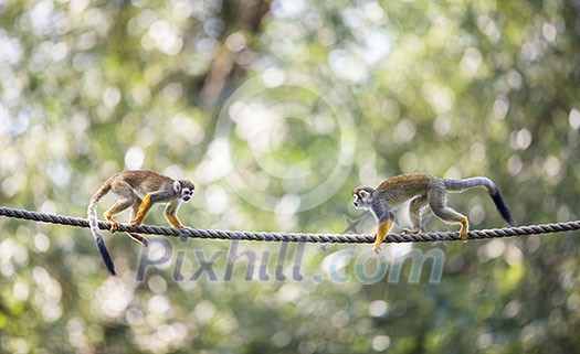 Common Squirrel Monkey (Saimiri sciureus; shallow DOF) Common Squirrel Monkey (Saimiri sciureus; shallow DOF)