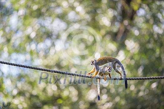 Common Squirrel Monkey (Saimiri sciureus; shallow DOF) Common Squirrel Monkey (Saimiri sciureus; shallow DOF)