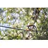 Common Squirrel Monkey (Saimiri sciureus; shallow DOF)