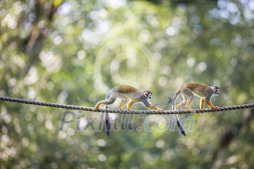 Common Squirrel Monkey (Saimiri sciureus; shallow DOF) Common Squirrel Monkey (Saimiri sciureus; shallow DOF)