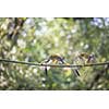 Common Squirrel Monkey (Saimiri sciureus; shallow DOF)