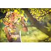 Pretty, young woman gardening in her garden, cutting branches, preparing the orchard for the winter