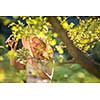 Pretty, young woman gardening in her garden, cutting branches, preparing the orchard for the winter