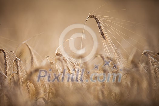 Ripe barley (lat. Hordeum) on a field lit with warm morning sunshine (shallow DOF)