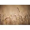 Ripe barley (lat. Hordeum) on a field lit with warm morning sunshine (shallow DOF)