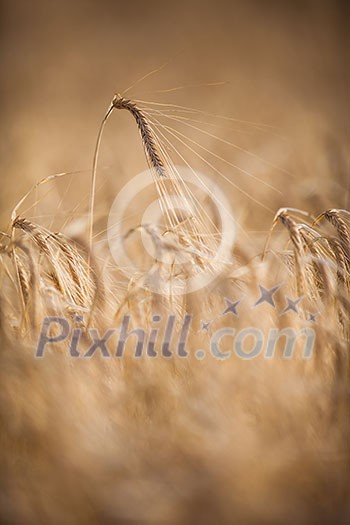 Ripe barley (lat. Hordeum) on a field lit with warm morning sunshine (shallow DOF)