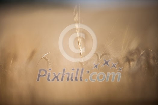 Ripe barley (lat. Hordeum) on a field lit with warm morning sunshine (shallow DOF) Ripe barley (lat. Hordeum) on a field lit with warm morning sunshine (shallow DOF)
