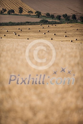 Fields after and during harvest lit with warm morning sunshine (shallow DOF)
