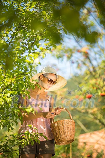 Young woman up on a ladder picking apples from an apple tree on a lovely sunny summer day Young woman up on a ladder picking apples from an apple tree on a lovely sunny summer day
