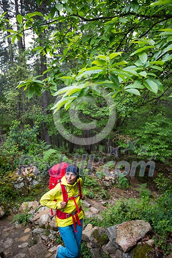 Pretty, young female hiker walking through a splendid old pine forest (shallow DOF)