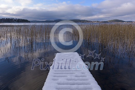 Snowy per next to the reeds Snowy per next to the reeds
