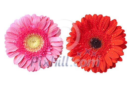 red and pink daisy-gerbera heads with water drops isolated on white