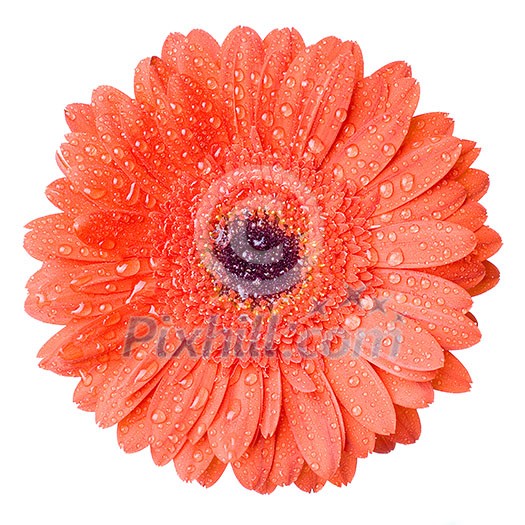 Macro of red daisy-gerbera head with water drops isolated on white