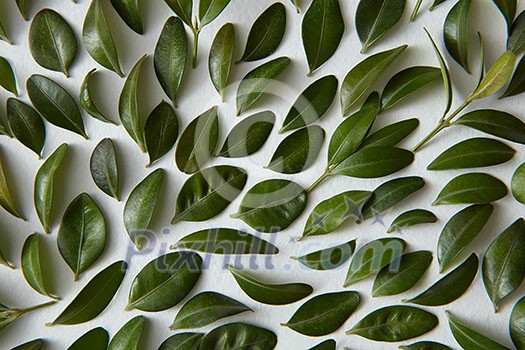Closeup of many green leaves represented over white background. Nice composition for decorating or designing any poster.