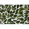 Closeup of many green leaves represented over white background. Nice composition for decorating or designing any poster.