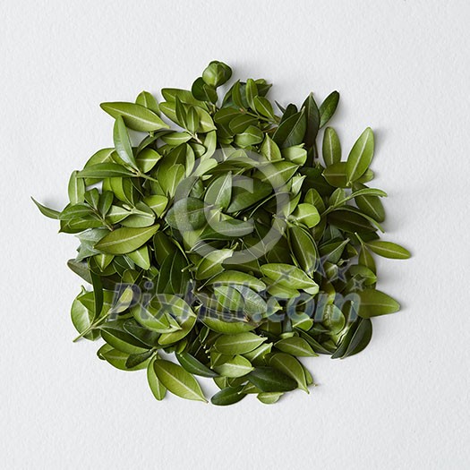 Round flame of green leaves over white background. Green circle may be used for decoration or designing of any poster on holiday.