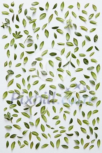 Green little leaves represented over white background separately. Many little leaves for decorating any post card or celebration card. Green little leaves represented over white background separately. Many little leaves for decorating any post card or celebration card.
