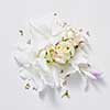 white background from flowers of rose and lilac