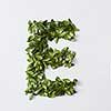 English alphabet concept. Alphabet isolated on white background. Abc letters from green leaves. Letter E represented with green leaves. Symbol E on white.