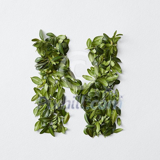 English alphabet concept. Alphabet isolated on white background. Abc letters from green leaves. Letter N represented with green leaves. Symbol N on white. English alphabet concept. Alphabet isolated on white background. Abc letters from green leaves. Letter N represented with green leaves. Symbol N on white.