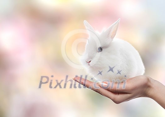 Little Easter rabbit of white color represented on woman's hand alone. Little Easter rabbit looking at camera. Easter concept.