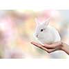 Little Easter rabbit of white color represented on woman's hand alone. Little Easter rabbit looking at camera. Easter concept.