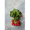 Bundle of bright fresh organic radishes with green leaves over grey background. Red colored radishes concept.