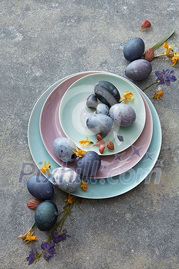 Blue eggs with petals on three plates with copy text on a concrete background Blue eggs with petals on three plates with copy text on a concrete background