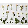 Composition of flowers and green leaves represented separately over white background. Women's Day concept.