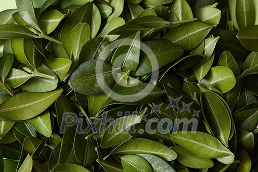 Green fresh leaves of a tree as a background. Natural background