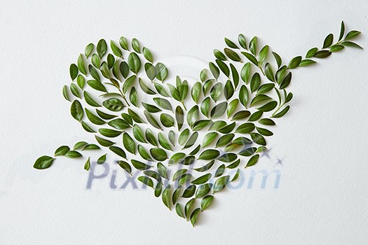 Green leaves placed in heart shape with arrow on white background