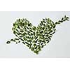 Green leaves placed in heart shape with arrow on white background