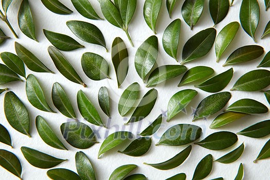 Pattern of green leaves planted separately on white background