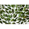 Pattern of green leaves planted separately on white background