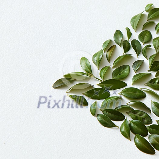 Green leaves arranged in arrow shape on white background