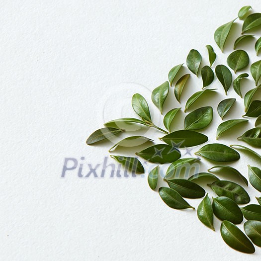 Green leaves arranged in arrow shape on white background Green leaves arranged in arrow shape on white background