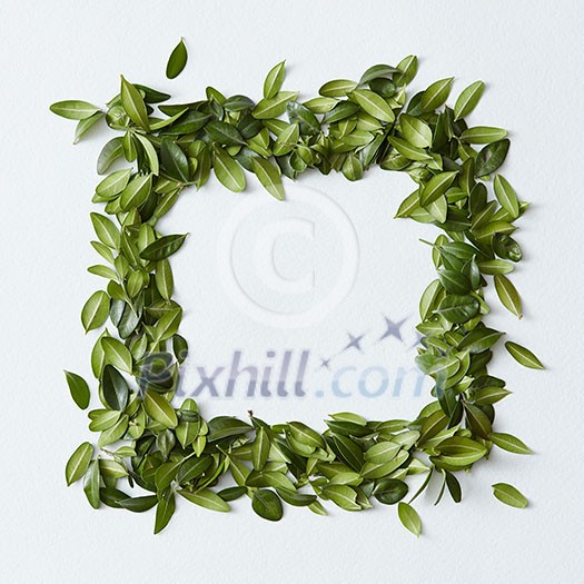 Green leaves arranged in square shape on white background