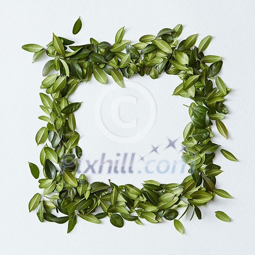 Green leaves arranged in square shape on white background Green leaves arranged in square shape on white background