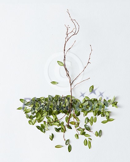 Composition of branch with fallen green leaves on white background Composition of branch with fallen green leaves on white background