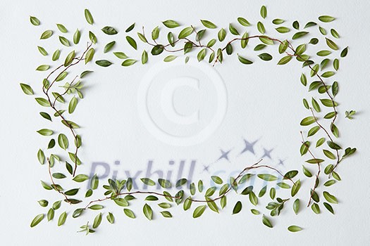 Rectangular frame of green leaves with space for a text, flat lay Rectangular frame of green leaves with space for a text, flat lay