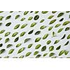 Green leaves pattern on white background. Flat lay