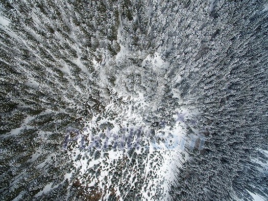 Aerial view of winter forest - trees covered with snow