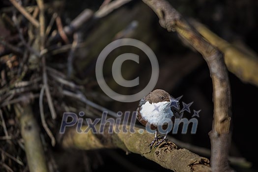 Cinclus cinclus, white-throated dipper in his natural habitat, small river/creek Cinclus cinclus, white-throated dipper in his natural habitat, small river/creek