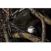 Cinclus cinclus, white-throated dipper in his natural habitat, small river/creek