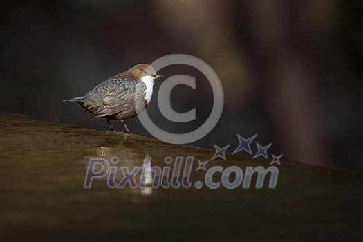 Cinclus cinclus, white-throated dipper in his natural habitat, small river/creek Cinclus cinclus, white-throated dipper in his natural habitat, small river/creek