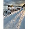 Horse in winter on fresh snow