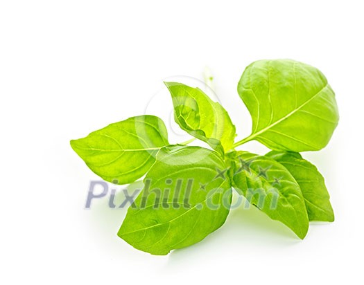 Fresh basil leaves isolated on white background